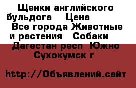 Щенки английского бульдога  › Цена ­ 60 000 - Все города Животные и растения » Собаки   . Дагестан респ.,Южно-Сухокумск г.